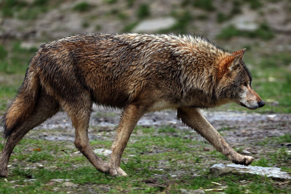 Die Bauern sind der Ansicht, dass der in Europa geltende Schutzstaus des Wolfes herabgesetzt werden sollte.