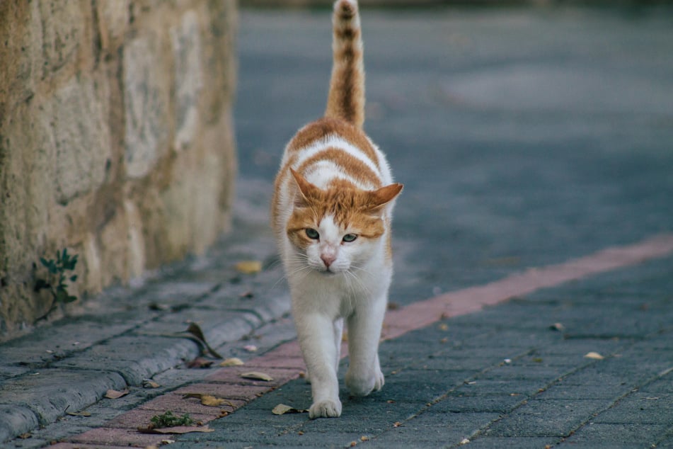 En la zona urbana de Wittlich (Renania-Palatinado) se descubrieron pequeños gránulos sospechosos que resultaron ser una curiosa historia animal. (Foto de archivo)