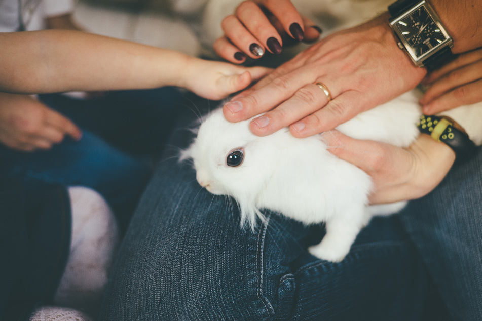 Erst wenn Kaninchen größer sind, kann man sie zum Streicheln aus dem Gehege nehmen - sofern das Tier sich dabei wohlfühlt.