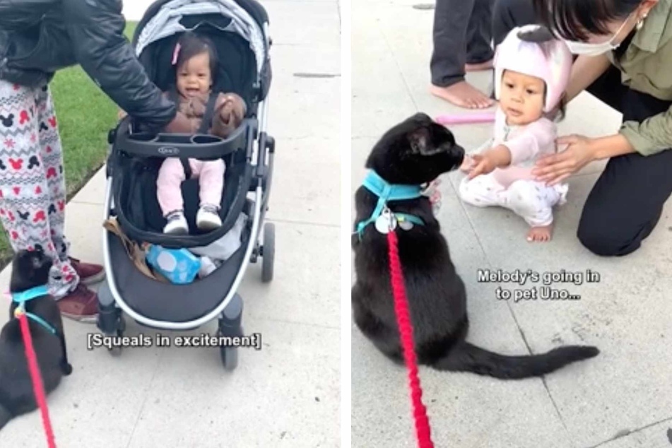 Earlier this month, Uno the certified therapy cat was on a walk when he bumped into 1-year-old Maya (l.) and her little sister Melody (r.)