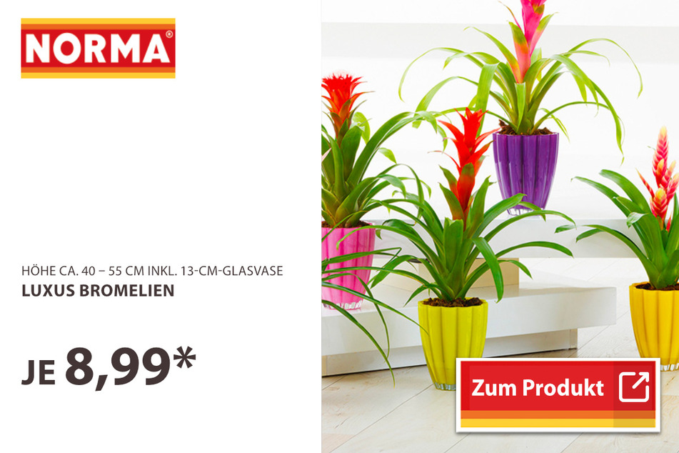 Luxus Bromelien