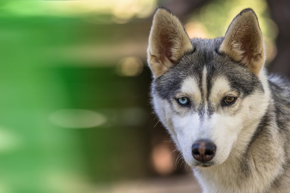 Bruutal aanval op schaapkudde: husky doodt moederdier