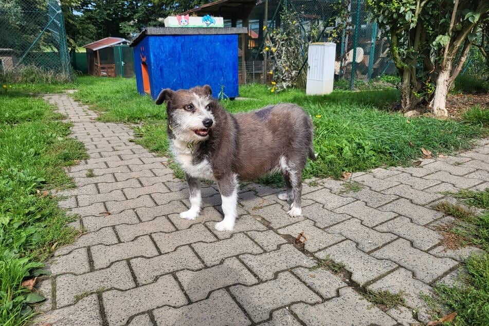 Lilli sucht ein liebevolles Hospiz-Zuhause, in dem sie ihre letzten Wochen in Geborgenheit verbringen darf.