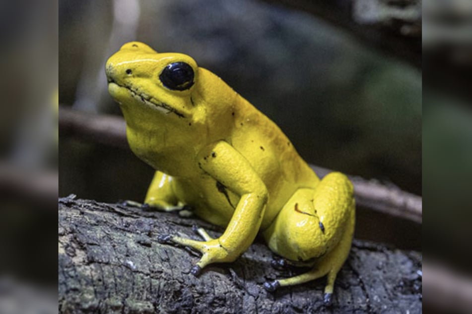 Die Tiere werden im Tropen-Aquarium in Hagenbeck zum Artenerhalt gezüchtet.