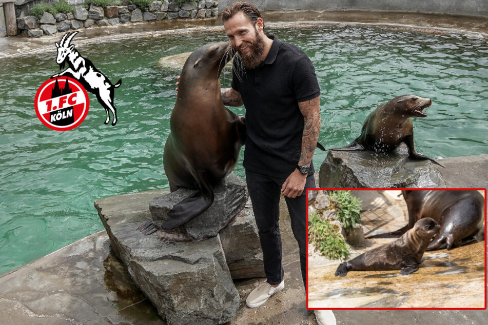 Köln-Spieler Marco Höger wird Pate im Kölner Zoo