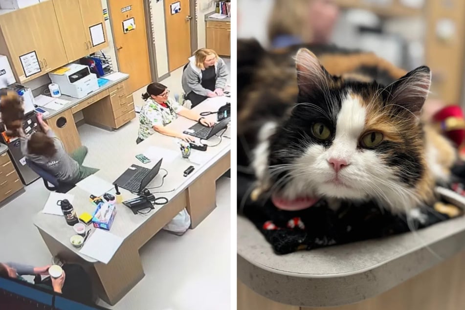 Drama in Tierarztpraxis: Katze stürzt vom Schrank, Mitarbeiter reagiert blitzschnell