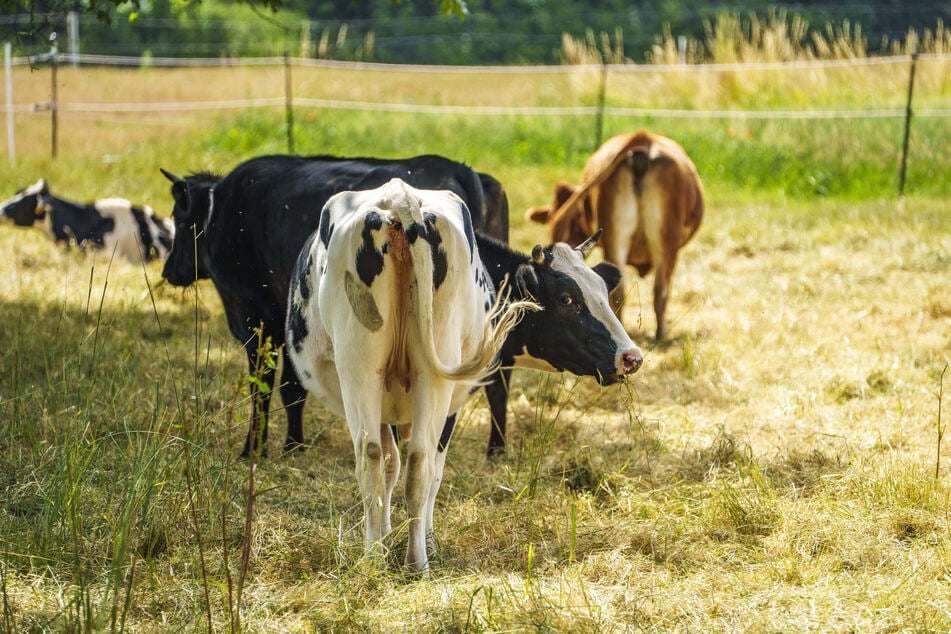 Auch Kühe leiden unter der Hitze. Halter sind verpflichtet, für den Schutz der Tiere zu sorgen. (Symbolfoto)