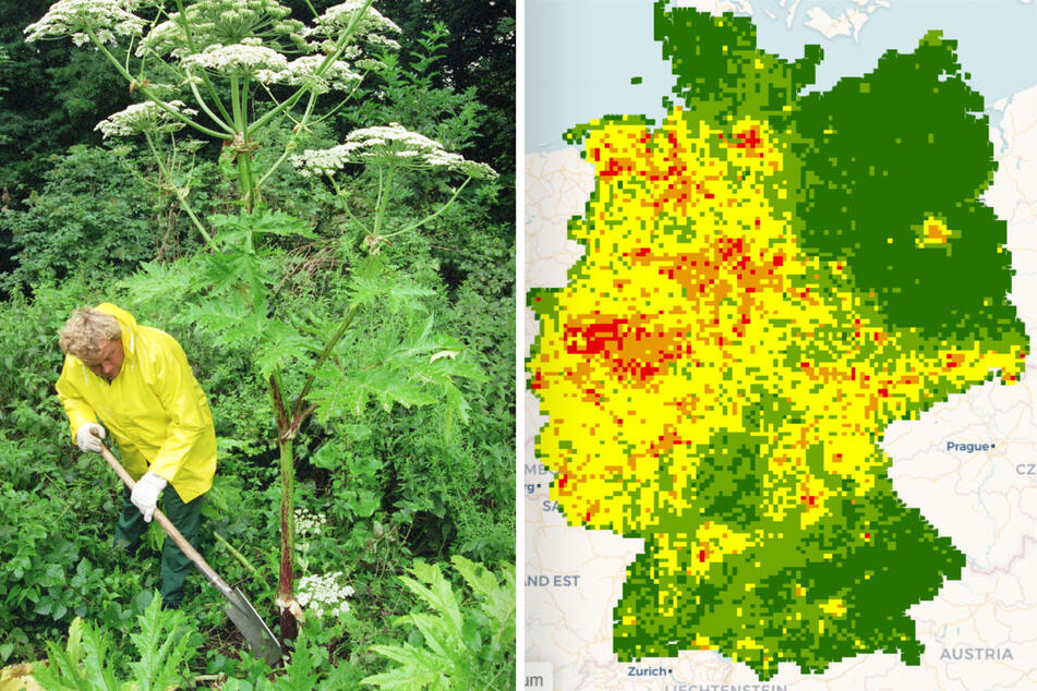 Übermannsgroß ist dieser Riesen-Bärenklau, gegen den ein Gärtner hier vorgeht. Die Karte rechts zeigt die Ausbreitung der invasiven Pflanze in Deutschland.