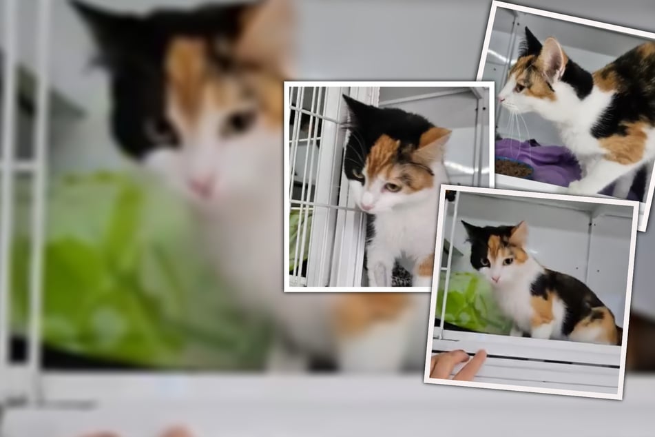 Todos los hermanos se han ido: la dulce gata de la suerte sale vacía como la única.