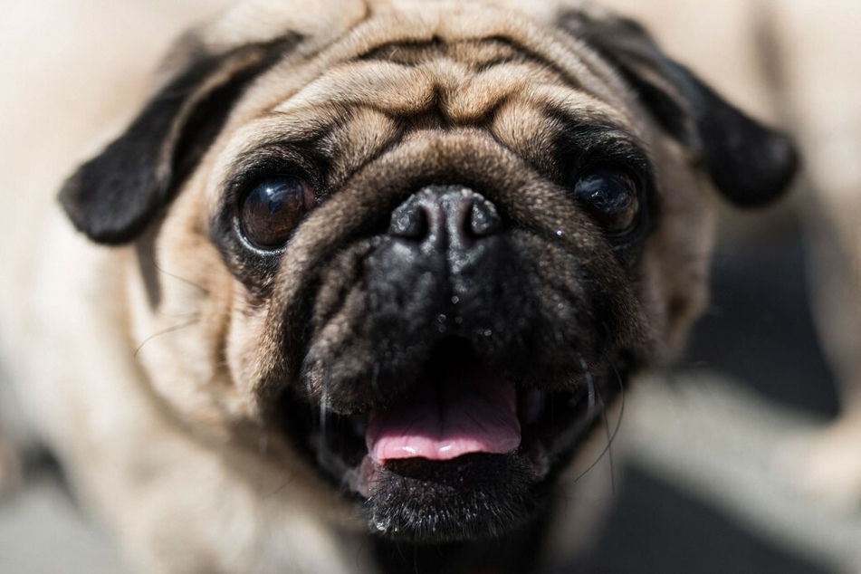 Pug dogs had an increased risk for many health disorders when compared to other breeds.