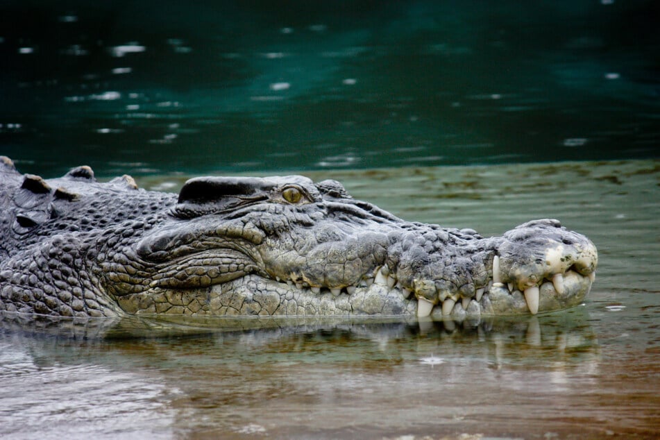 Im US-Bundesstaat Texas wurde eine 60-jährige Frau von einem Alligator getötet.