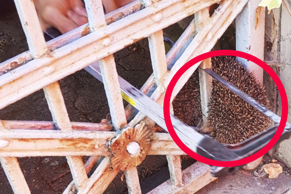 Das Bild zeigt, wie der Igel aus dem Gartentor heraus gesägt wurde.