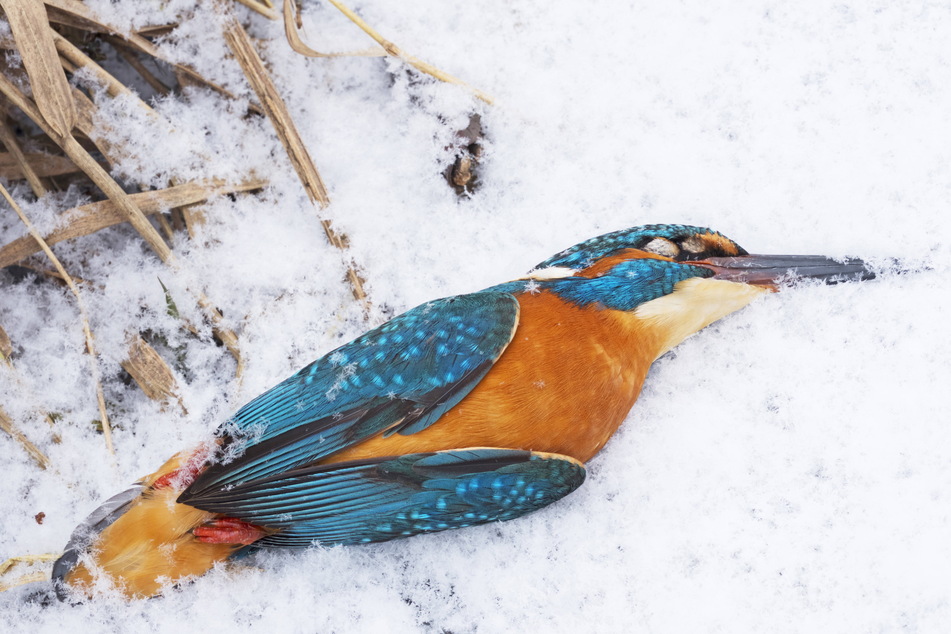 Die Vögel fanden keine Nahrung: Der kalte Winter 2021 forderte Opfer.