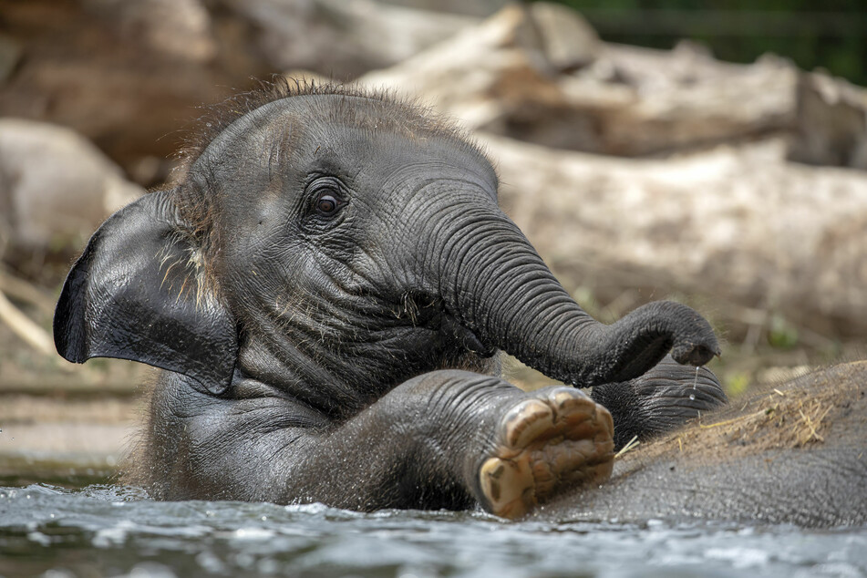 Most of the dead elephants were found near water holes. (stock image)