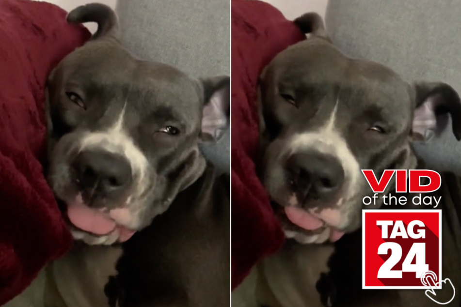 Today's Viral Video of the Day features a pup whose facial expressions while taking a nap are out of this world!