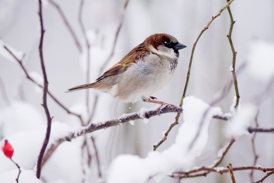 Bei der "Stunde der Wintervögel" zählen Menschen deutschlandweit eine Stunde lang Wintervögel. (Symbolbild)