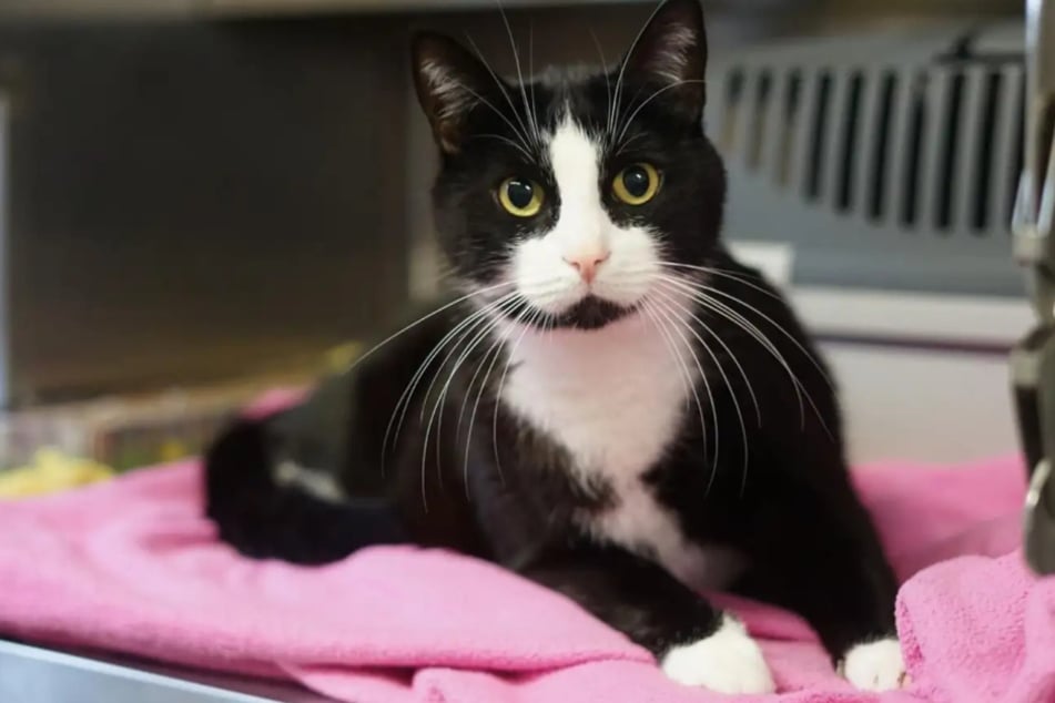 Kater Max aus dem Hamburger Tierheim ist auf der Suche nach einem echten Zuhause.