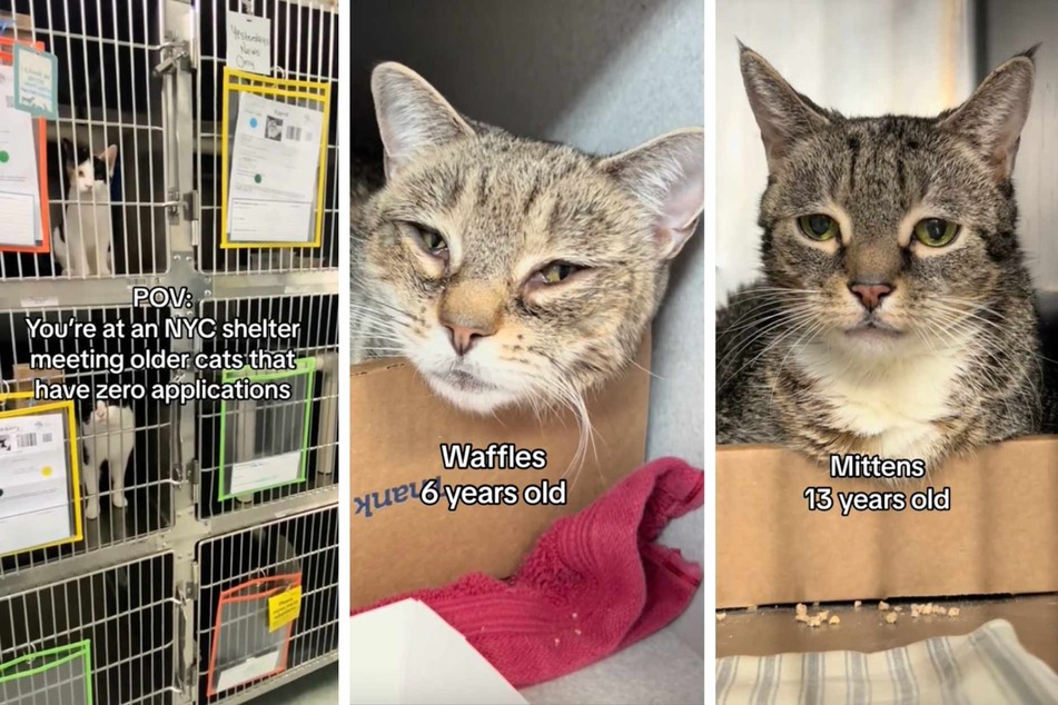 A touching video showing the heartbroken faces of elderly shelter cats without any adoption applications to speak of has gone viral on TikTok, and users are sobbing.