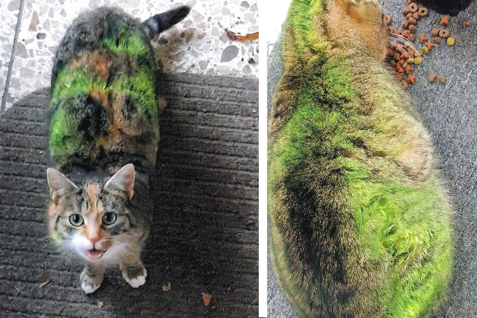 Im vergangenen Jahr ereigneten sich in Westgreußen mehrere Farbangriffe auf Katzen.