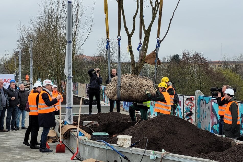 Die Bäume wurden mit einem Kran in Position gebracht.