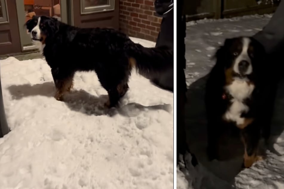 Statt ins wohlig warme Haus zu schlüpfen, bleibt der Vierbeiner lieber draußen im Schnee.