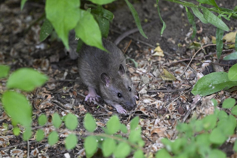 Ratten, die an Cannabis nagen? Laut Experten keine Seltenheit. (Archivfoto)