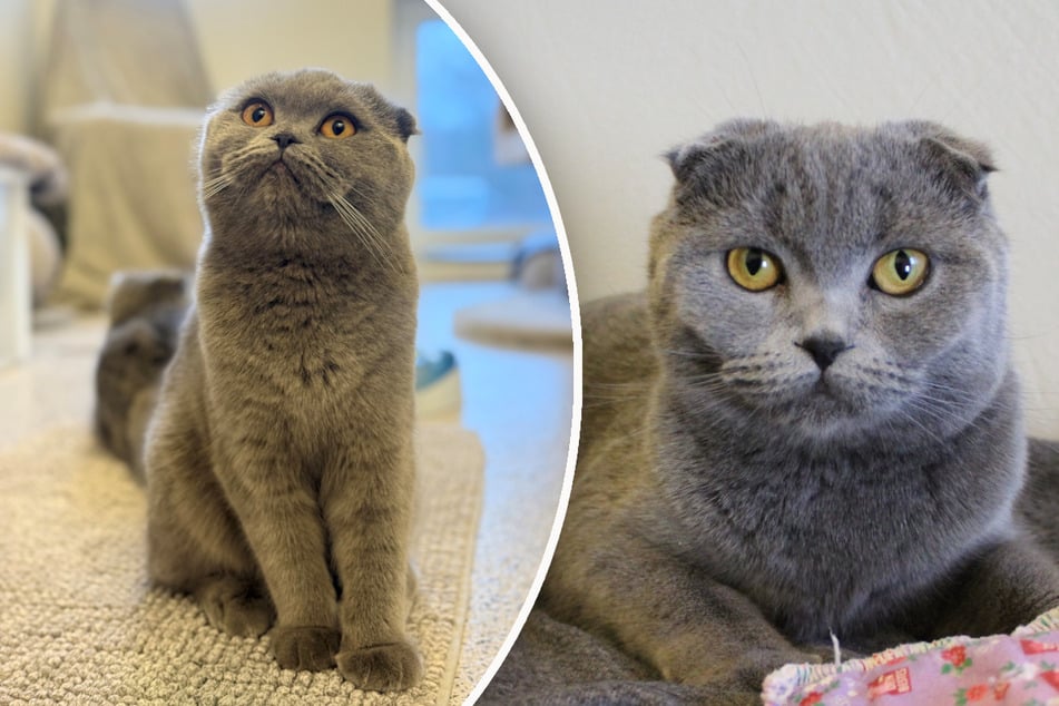 Katzen wegen Allergie abgegeben: Scottish Folds hoffen auf Happy End