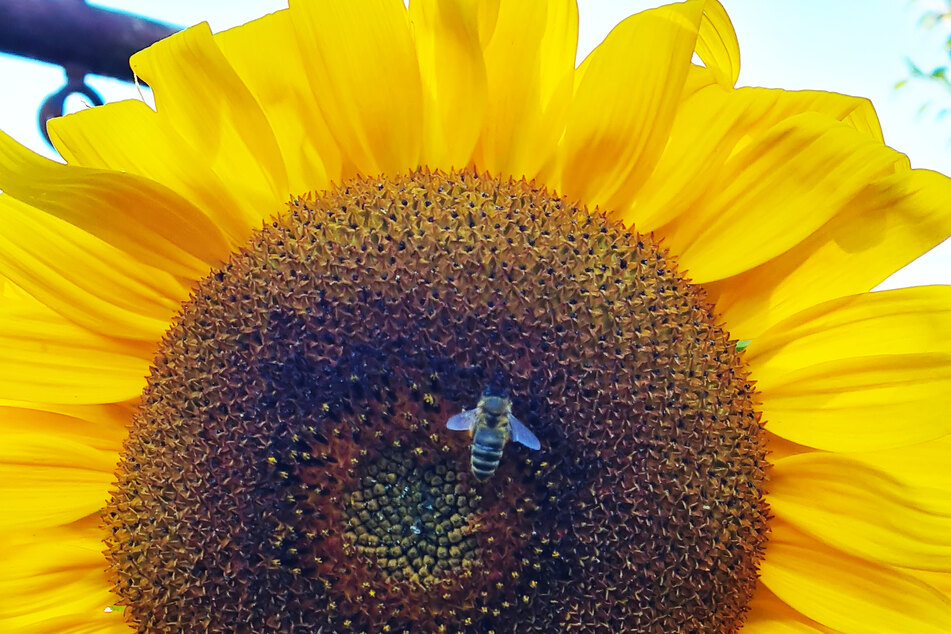 Die Sonnenblume versorgt Insekten bis September/Oktober mit Nektar.