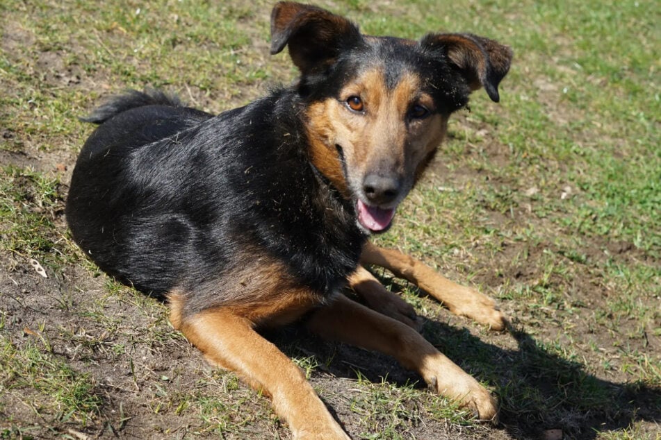 Mischling Fiete aus dem Hamburger Tierheim ist alles, aber kein Anfängerhund.