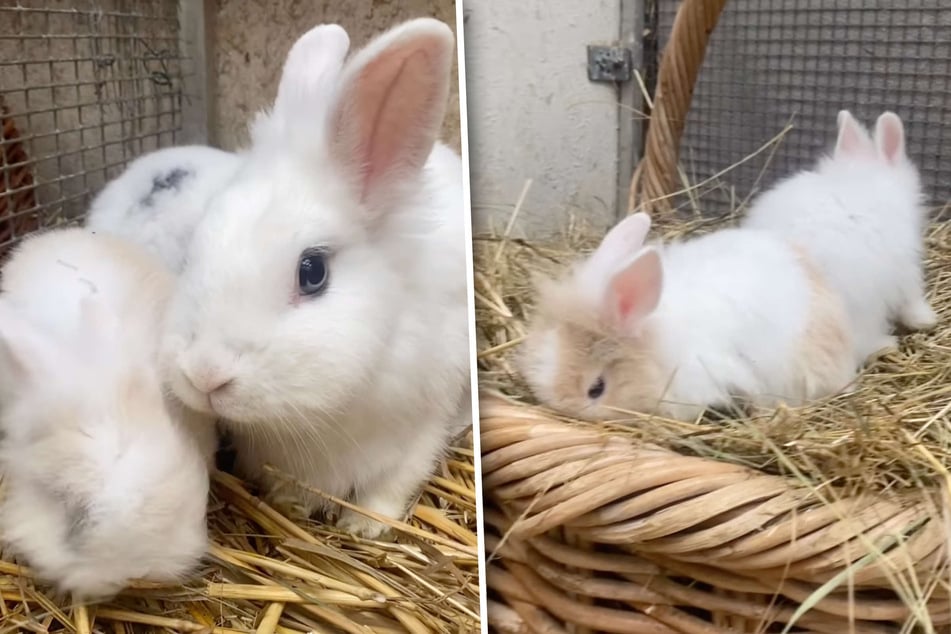 Kaninchen sorgt für gewaltige Überraschung: Damit hatte das Tierheim nicht gerechnet