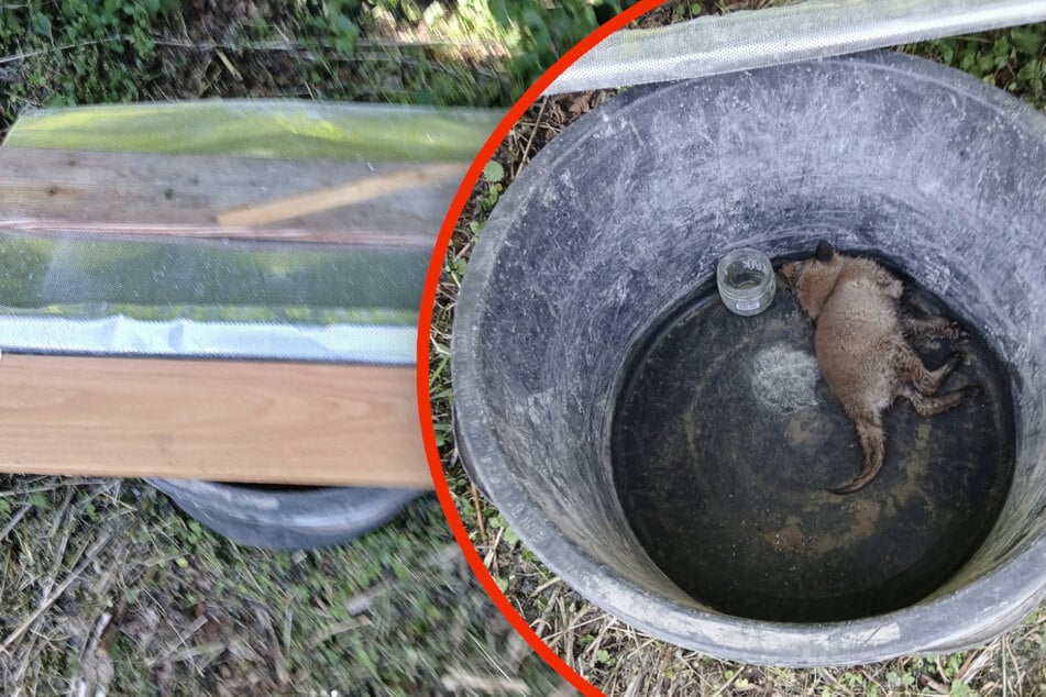 In einem geschlossenen Eimer musste das Fuchsbaby 18 Stunden lang ausharren - und starb schließlich.