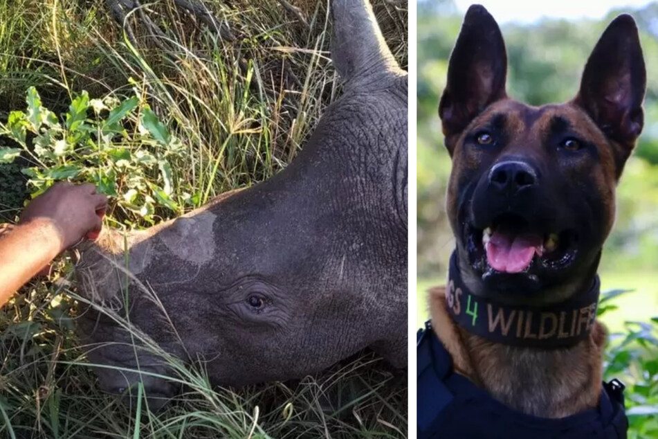 Wilderer wollen Nashörner fangen: Dieser Hund macht ihnen einen Strich durch die Rechnung