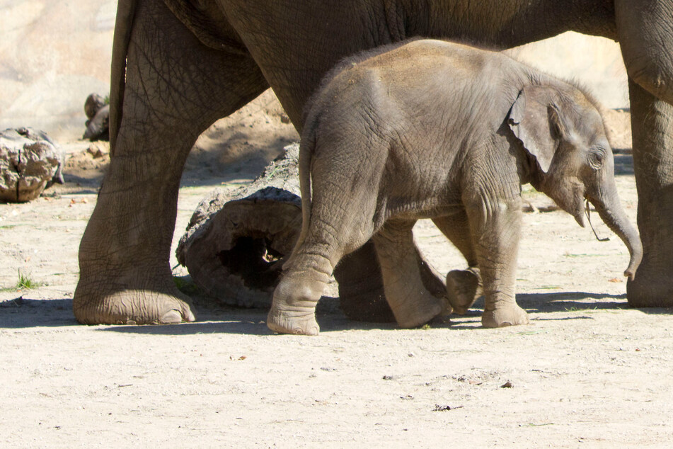 Jüngstes Elefantenbaby im Leipziger Zoo noch namenlos: Diese Vorschläge stehen zur Auswahl