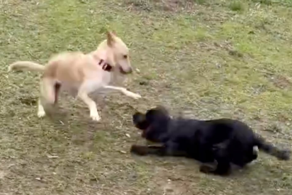 Dass Candy nur drei Beine hat, stört Fletcher überhaupt nicht. Hier toben die beiden Hunde ausgelassen auf der Wiese.