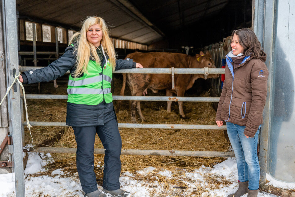 Tierschützerin Conny Böttger (48) rettet mit ihrem Verein "Tierparadies MUHrielle" für gewöhnlich arme Rinder vorm Schlachter.