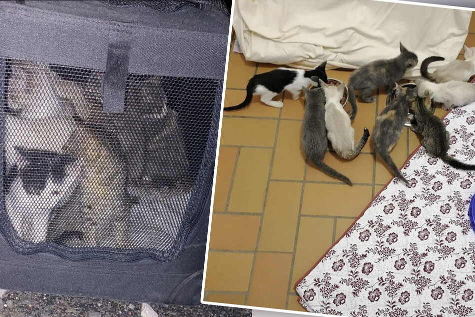 "Echt sprachlos und wütend": Sechs Wochen alte Kätzchen einfach ausgesetzt