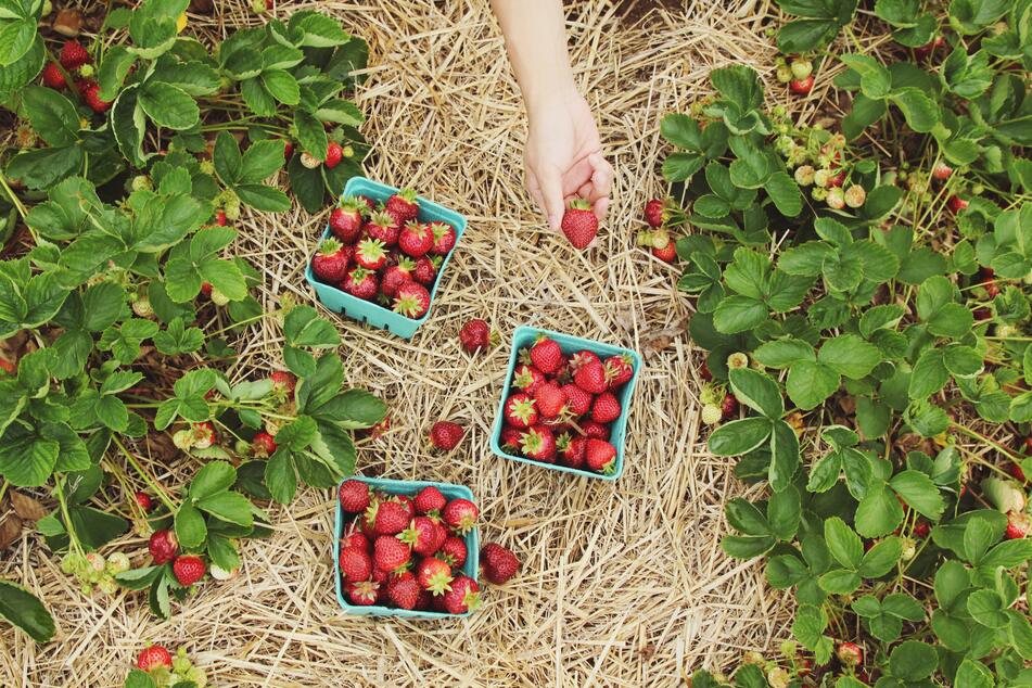 Viele Erdbeerfelder sind mit Stroh ausgelegt, um Erdbeeren vor Schmutz und Nässe zu schützen. (Symbolbild)