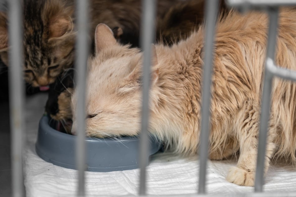 Noch vor Ort wurden die Katzen erst einmal mit ausreichend Wasser und Nahrung versorgt. (Symbolbild)