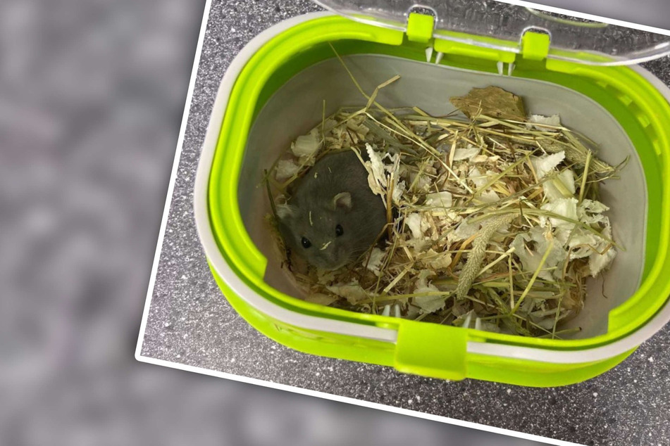 Hamster lieblos auf Kunden-Toilette ausgesetzt: Tierheim ist sprachlos