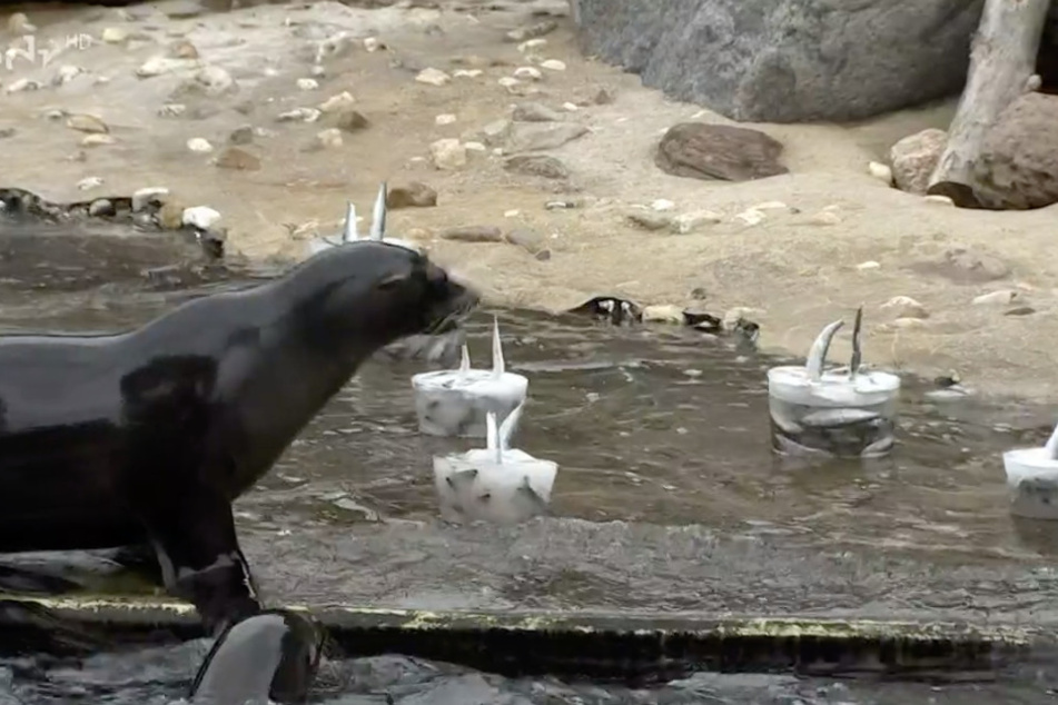 Das Seelöwen-Weibchen traute sich als Erste und machte sich über die Hering-Eis-Torten her. Die hungrigen Mäuler ihrer Freundinnen ließen nicht lange auf sich warten.