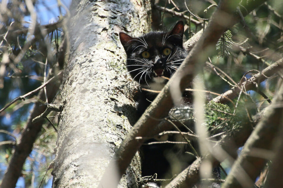 Die Katze saß auf einem Baum in etwa zehn Metern Höhe fest.