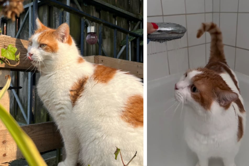 Kitten Willem loves to be showered with warm water.