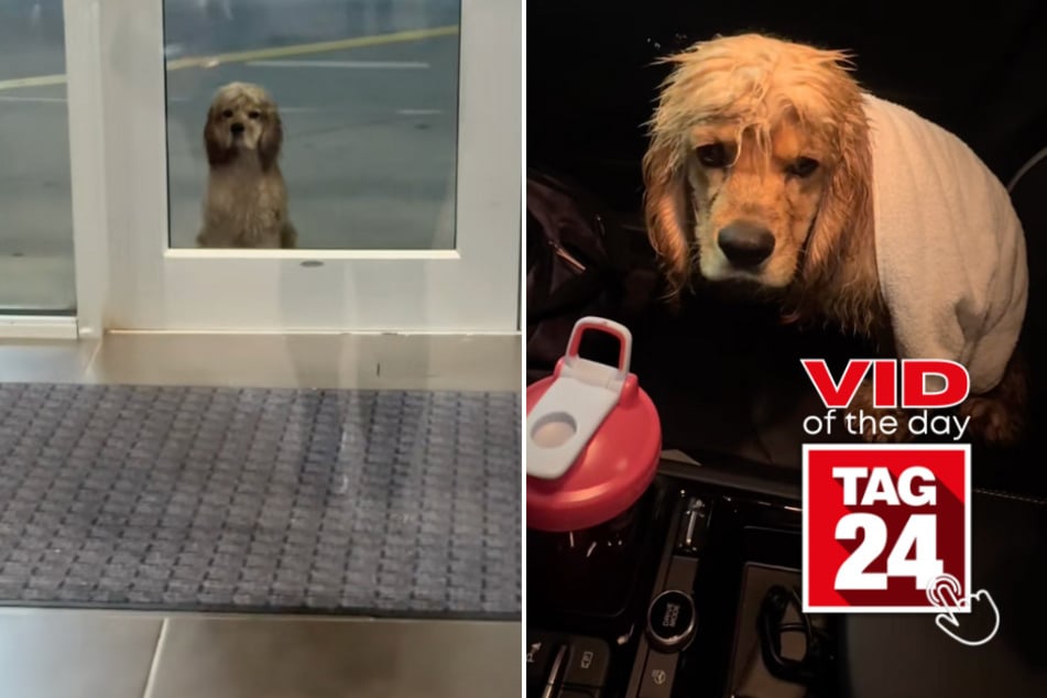 viral videos: Viral Video of the Day for September 12, 2025: Gym-goer rescues dog – his transformation has TikTok in tears!