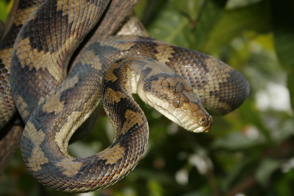 Einige Python-Arten können mehr als sechs Meter lang werden.