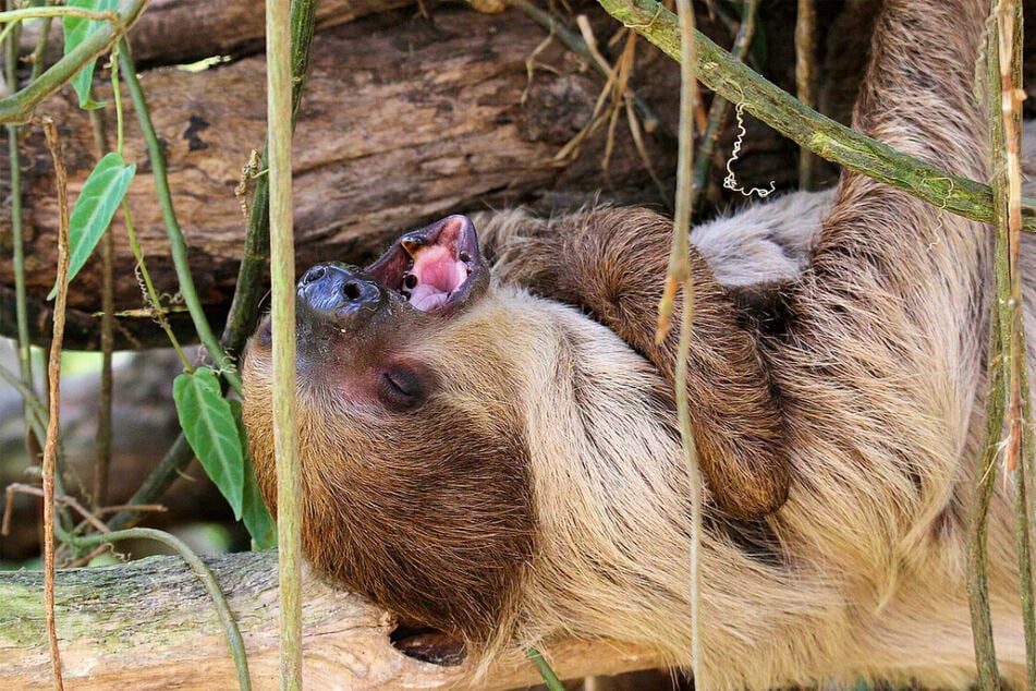 Im Leipziger Zoo erweist sich die Bestimmung des Geschlechts eines Faultierjungen schwieriger als angenommen. (Archivbild)