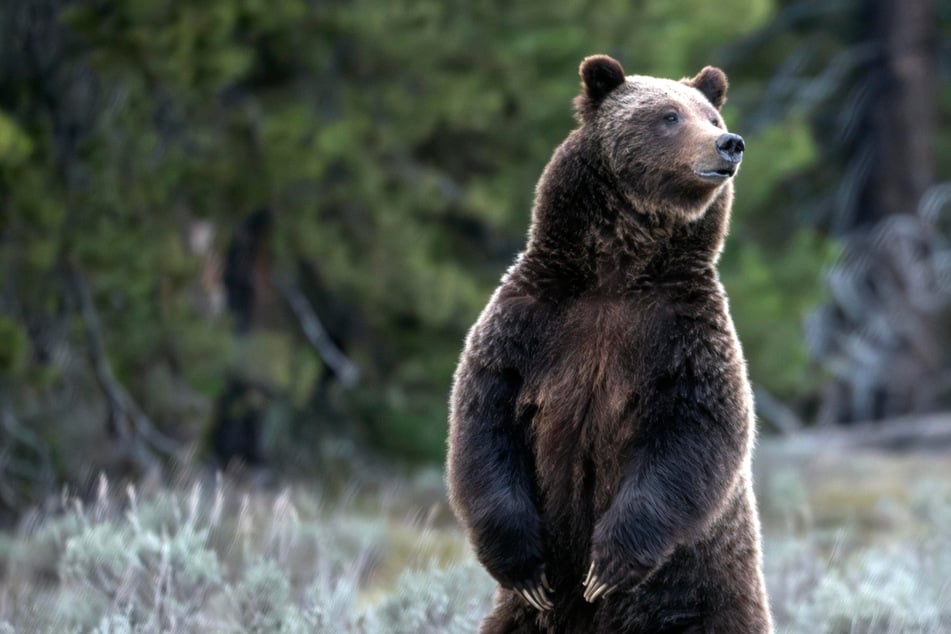 Grizzly geht auf Schulkinder und Lehrer los: Elf Verletzte nach Bären-Angriff