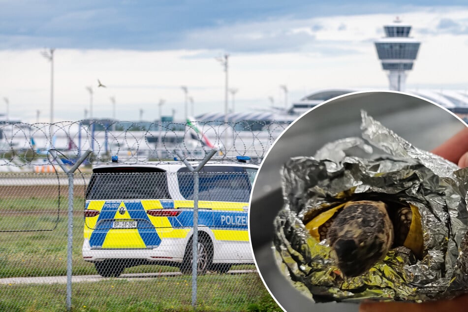 Tierquälerei am Flughafen: Landschildkröten mit Klebeband und Alufolie eingewickelt