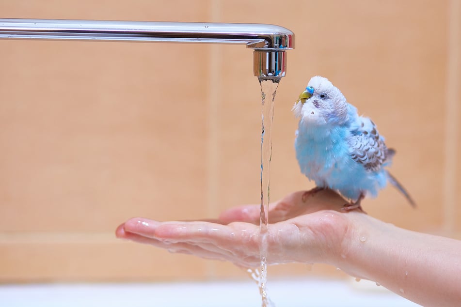 Wellensittiche baden nicht nur, um ihr Gefieder zu pflegen.