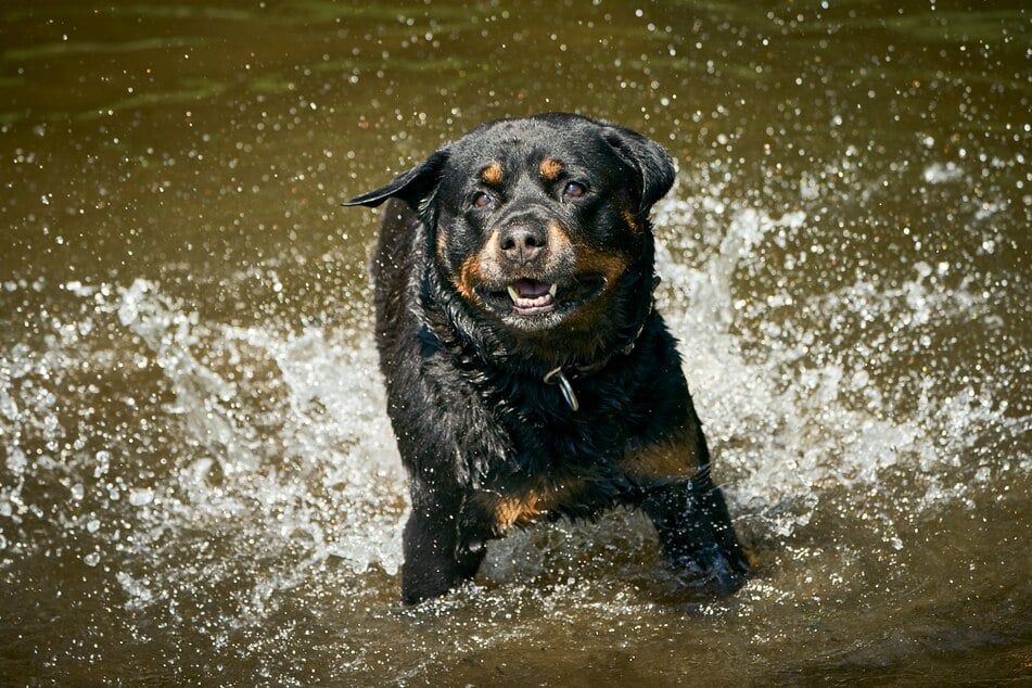 Die Frau wurde von einem Rottweiler angegriffen. (Symbolbild)