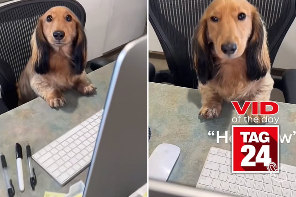 viral videos: Viral Video of the Day for April 27, 2023: Bashful pup is Employee of the Year!